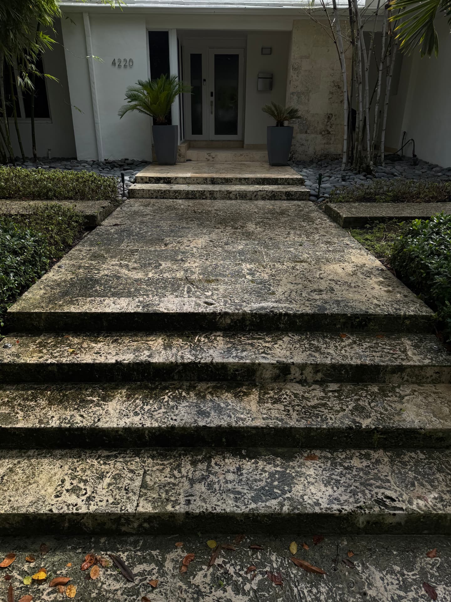 Travertine entry steps and walkway covered in dark organic buildup before cleaning